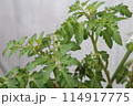 トマトの葉っぱ 114917775