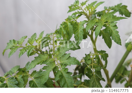 トマトの葉っぱ 114917775
