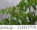 トマトの葉っぱ 114917776