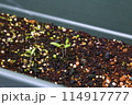 発芽した双葉 114917777