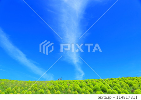 青空の下のコキアの丘 青空の下のコキアの丘 114917811