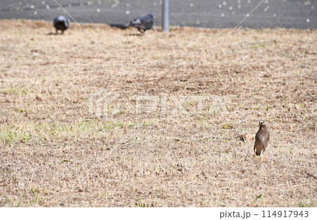 空き地で餌を探すムクドリとドバト 空き地で餌を探すムクドリとドバト 114917943