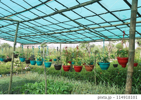 nursery place where plants are grown for sell 114918101