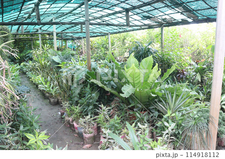 nursery place where plants are grown for sell nursery place where plants are grown for sell 114918112