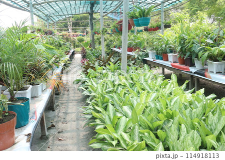 nursery place where plants are grown for sell 114918113