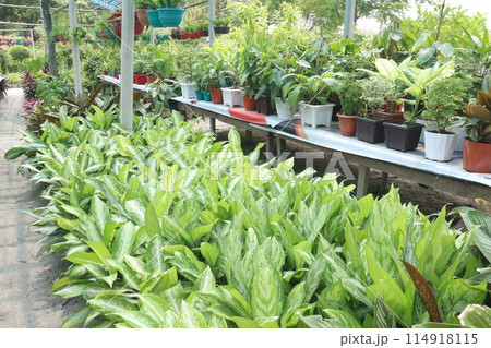 nursery place where plants are grown for sell 114918115