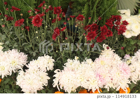 nursery place where plants are grown for sell 114918133