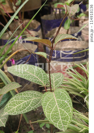 Fittonia plant on nursery for sell are cash crops 114918136