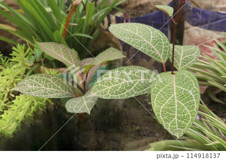Fittonia plant on nursery for sell are cash crops 114918137