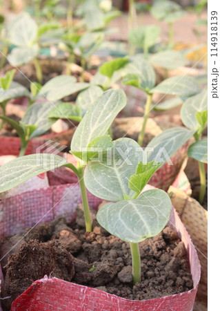 Luffa tree seedling on farm for harvesting Luffa tree seedling on farm for harvesting 114918139