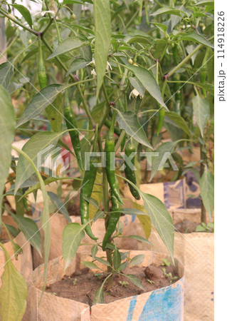 Malagueta Chili Pepper on tree in farm 114918226