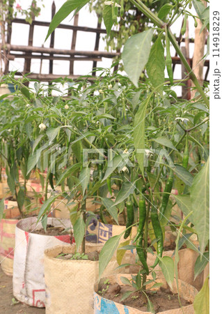 Malagueta Chili Pepper on tree in farm Malagueta Chili Pepper on tree in farm 114918229