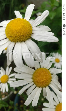 白いマーガレットの花 114918460