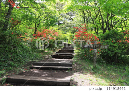 伊香保ロープウェイ山頂　上ノ山公園のツツジ　 114918461