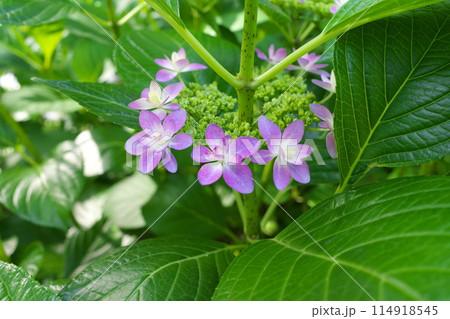 初夏に咲くアジサイ 114918545