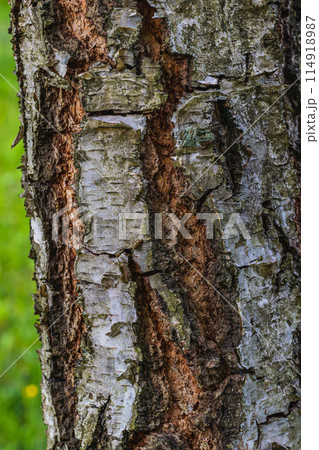 Closeup of a birch trunk and white bark in the garden 114918987