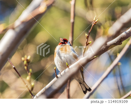 Detailed photo of an european goldfinch between branches Detailed photo of an european goldfinch between branches 114919109