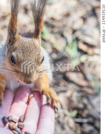 A squirrel in the spring or autumn eats nuts from a human hand. Eurasian red squirrel, Sciurus vulgaris 114919110