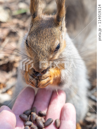 A squirrel in the spring or autumn eats nuts from a human hand. Eurasian red squirrel, Sciurus vulgaris A squirrel in the spring or autumn eats nuts from a human hand. Eurasian red squirrel, Sciurus vulgaris 114919114