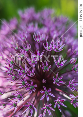 Flower head of Allium aflatunense Purple Sensation on green nature background 114919116