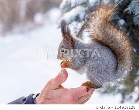 Squirrel eats nuts from a man's hand. Caring for animals in winter or autumn. 114919129