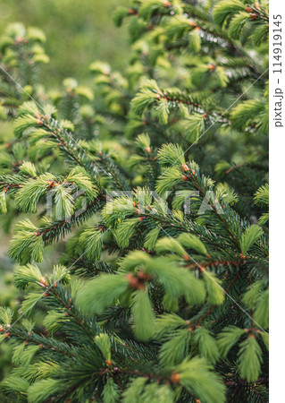 Beautiful green fir tree branches close up. Christmas and winter concept. Beautiful green fir tree branches close up. Christmas and winter concept. 114919145