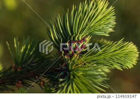 Beautiful green fir tree branches close up. Christmas and winter concept. Beautiful green fir tree branches close up. Christmas and winter concept. 114919147
