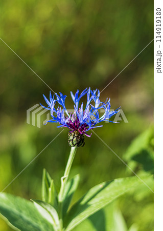 Close up of pretty soft blue cornflower bloom with soft bokeh background 114919180