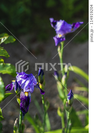 purple iris flower close in garden in spring. 114919204