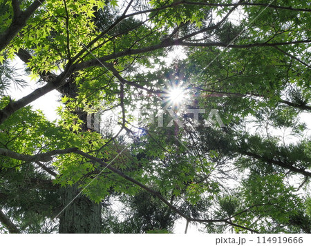 背景素材 新緑に太陽 5月 背景素材 新緑に太陽 5月 114919666
