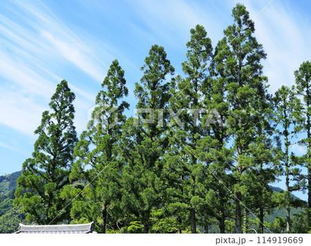 静岡県　新緑の杉並木　5月 114919669