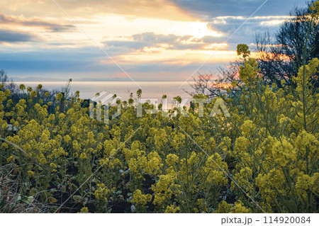 菜の花畑と二宮海岸の朝焼け 114920084