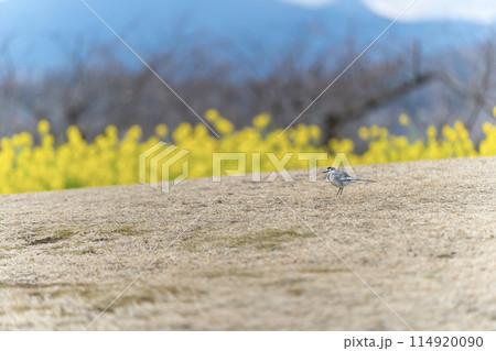 ムクドリと菜の花畑 ムクドリと菜の花畑 114920090