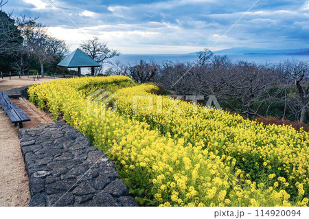 吾妻山公園の菜の花畑と朝焼けと三角屋根 吾妻山公園の菜の花畑と朝焼けと三角屋根 114920094