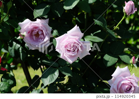 紫色のバラ「ブルームーン」 114920345