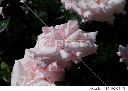 ピンク色のバラ　「プロミス」 114920346