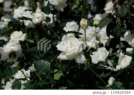 白いバラ「ホワイトクリスマス」 114920384