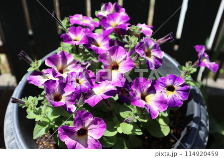 紫色のユニークな花模様のサフィニア 紫色のユニークな花模様のサフィニア 114920459