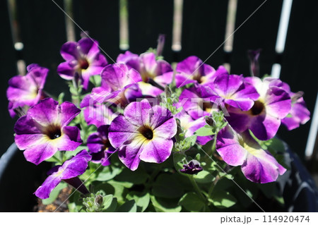 紫色の花を咲かすサフィニア 紫色の花を咲かすサフィニア 114920474