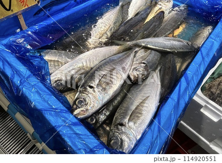 まあじ　海鮮市場 114920551
