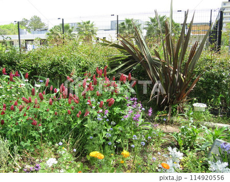 ニューサイランと穂状の花ノゲイトウとシラン 114920556