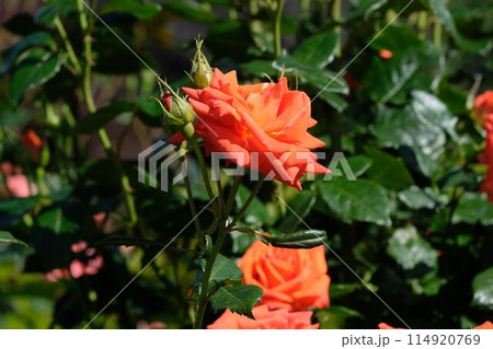 濃オレンジ色の薔薇 「マリーナ」 濃オレンジ色の薔薇 「マリーナ」 114920769