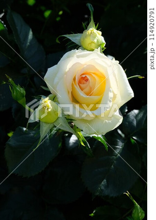 オレンジ系のバラ「ユリイカ」 114920791