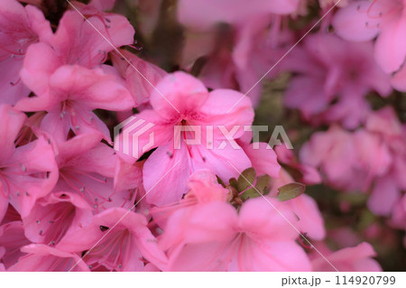 初夏の日差しを受けて真っ赤に咲き誇るサツキツツジの花 114920799