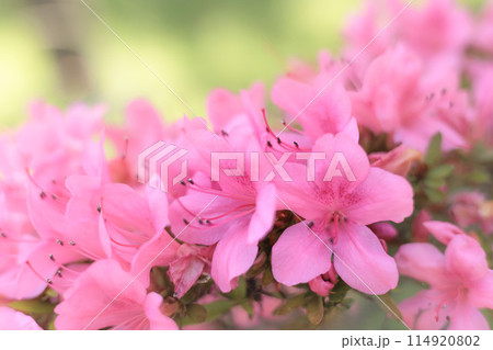 初夏の日差しを受けて真っ赤に咲き誇るサツキツツジの花 114920802