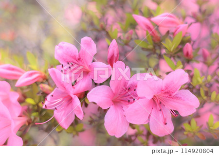 初夏の日差しを受けて真っ赤に咲き誇るサツキツツジの花 初夏の日差しを受けて真っ赤に咲き誇るサツキツツジの花 114920804