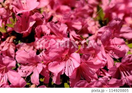 初夏の日差しを受けて真っ赤に咲き誇るサツキツツジの花 114920805