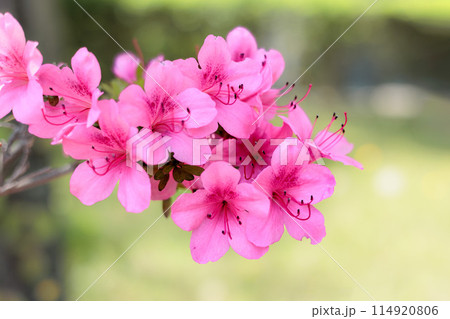 初夏の日差しを受けて真っ赤に咲き誇るサツキツツジの花 初夏の日差しを受けて真っ赤に咲き誇るサツキツツジの花 114920806