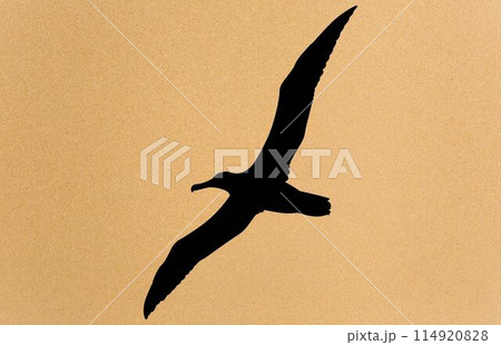 albatross silhouette, albatross silhouette black vector illustration 114920828