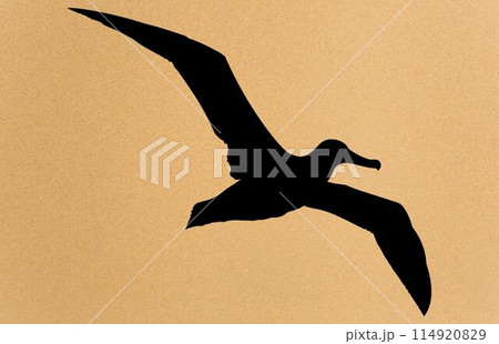 albatross silhouette, albatross silhouette black vector illustration albatross silhouette, albatross silhouette black vector illustration 114920829